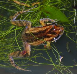 Common Eastern Froglet Crinia signifera